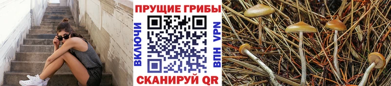 Галлюциногенные грибы прущие грибы  Дальнереченск 